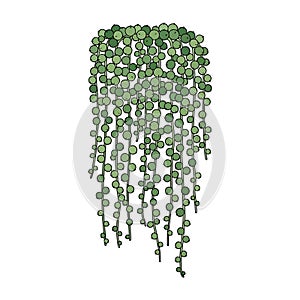 String of Pearls Plant Illustration
