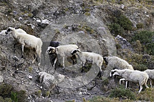 String of sheep on a mountain path