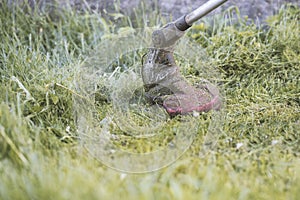 String trimmer mowing the grass, grass particles flying around