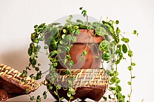 String of turtles` peperomia prostrata houseplant in pretty planter