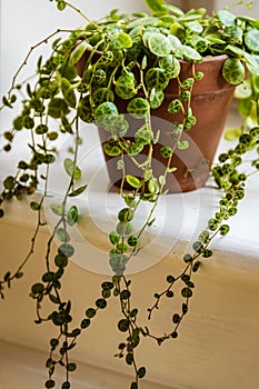 `String of turtles` peperomia prostrata plant on a sunny window sill. photo