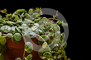 String of turtles` plant peperomia prostrata on a dark background.