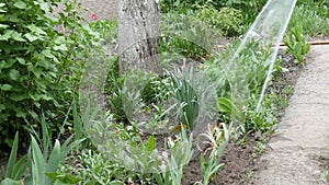 String of water from a hose pours flowers in the spring garden