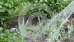 String of water from a hose pours plants in the spring garden