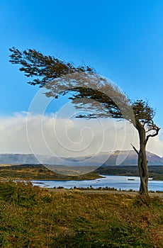 Stringed from the constant wind trees near Ushuaia. Argentine Patagonia in Autumn