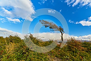 Stringed from the constant wind trees near Ushuaia. Argentine Patagonia in Autumn