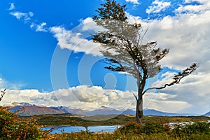 Stringed from the constant wind trees near Ushuaia. Argentine Patagonia in Autumn