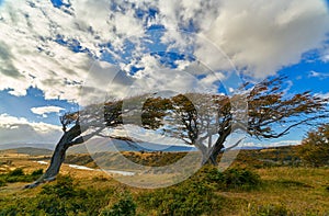 Stringed from the constant wind trees near Ushuaia. Argentine Patagonia in Autumn