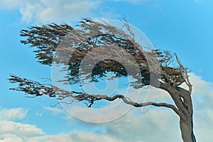 Stringed from the constant wind trees near Ushuaia. Argentine Patagonia in Autumn