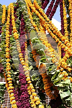 Strings of flowers, Jodhpur, Strings of flowers, Rajastan