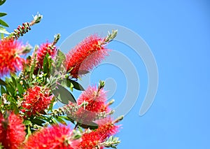 Strings of red melaleuca with blue sky