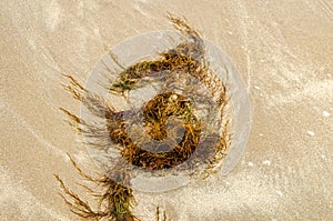 Stringy seaweed washed on Ballywalter beach