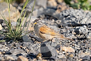 Striolated bunting (Emberiza striolata) close up on the ground photo