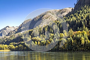 Strip of autumn green-yellow forest on the slopes of the coastal mountains with reflection in the calm water of the Columbia River