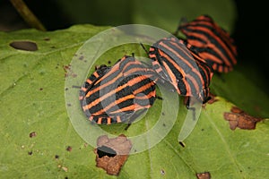 Strip bugs (Graphosoma lineatum)
