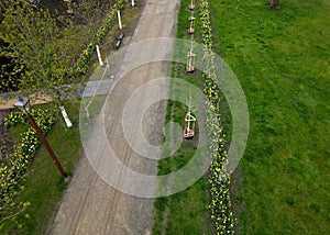 strip of bulbs blooming in the lawn, replaces perennial flower beds in