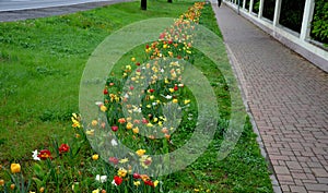 Strip of bulbs blooming in the lawn, replaces perennial flower beds in the street. Cheaper and more effective flowering variant of