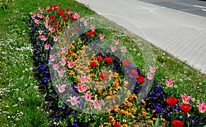 Strip of bulbs blooming in the lawn, replaces perennial flower beds in the street. Cheaper and more effective flowering variant of