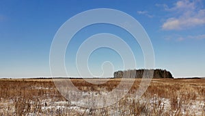 Strip of forest in the field