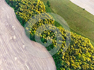 A strip of forest among a sown field of wheat in summer