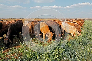 Strip grazing by cattle with movable electrical fencing, South Africa photo