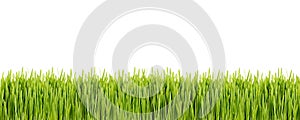 Strip of green grass on white background