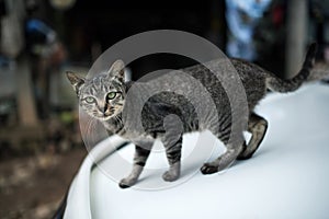 Strip pattern cat walking on the car bonnet