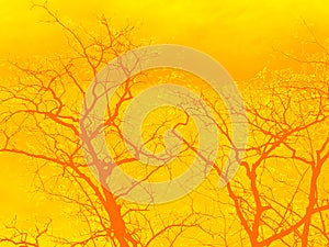 Strip of tree branches silhouette against golden orange and yellow background