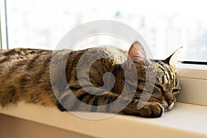 Stripe cat napping and lying on a windowsill