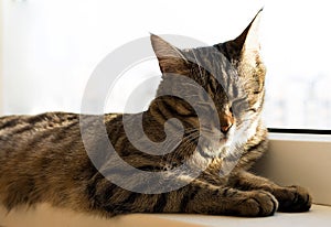 Stripe cat napping and lying on a windowsill