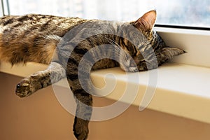 Stripe cat napping and lying on a windowsill