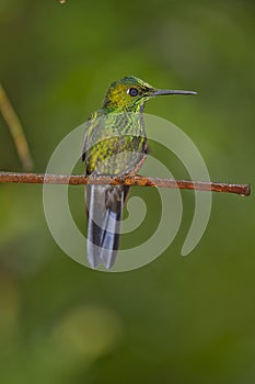 The stripe-tailed hummingbird