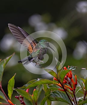 Stripe-tailed Hummingbird in a colorful garden