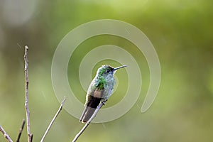 Stripe-tailed hummingbird, Eupherusa eximia, on a branch