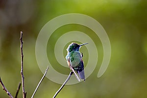 Stripe-tailed hummingbird, Eupherusa eximia, on a branch