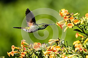Stripe-tailed Hummingbird (Eupherusa eximia), Panama