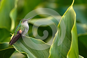 Stripe-tailed Hummingbird sitting on the green flower, Savegre, Costa Rica