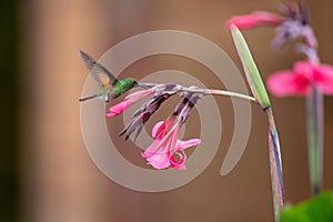 Stripe tailed Hummingbirdflying at a flower