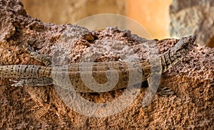 Stripe-tailed pygmy monitor, Varanus caudolineatus