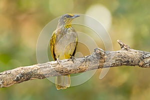 Stripe-throated bulbul