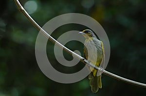 Stripe-throated Bulbul on a branch