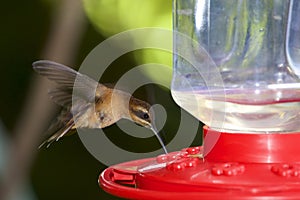 Stripe-throated Hermit Hummingbird  839952