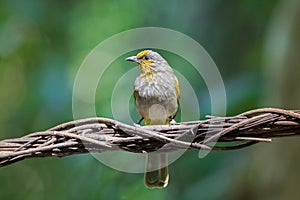 Stripe throated, Streak throated bulbul songbird bird with yellow streaks on forehead, throat perching on vine