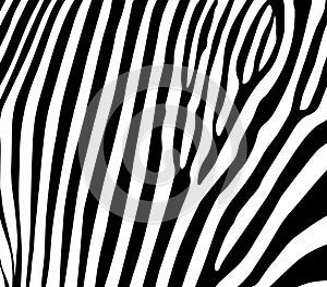 Stripe tiger zebra fur texture pattern white black