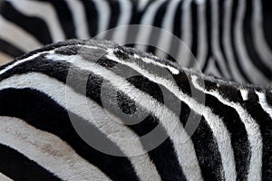 Stripe of zebra