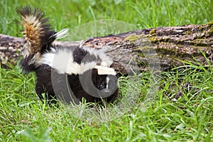 Striped American skunk in grass