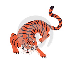 Striped Amur tiger crawling and roaring. Aggressive wild cat crouching. Angry predator looking and walking. Carnivor