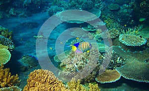 Striped angel fish in coral reef. Tropical seashore inhabitants underwater photo.