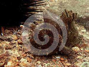 Striped anglerfish photo