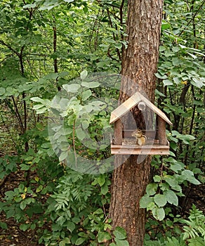 The striped animal chipmunk sits in the woods in a wooden feeder in the summer outdoors and gnaws seeds. The dining room of a cute